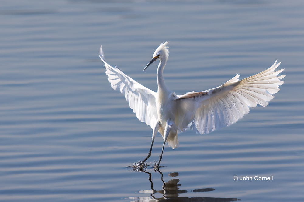 Egret;Egretta thula;Flying Bird;One;Photography;Snowy Egret;action;active;aloft;avifauna;behavior;bird;birds;color image;color photograph;feather;feathered;feathers;flight;fly;flying;foraging;in flight;motion;movement;natural;nature;one animal;outdoor;outdoors;soar;soaring;wild;wilderness;wildlife;wing;winged;wings